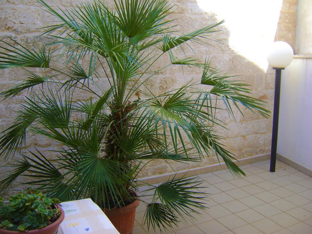 B&B Aquila Alberobello Dış mekan fotoğraf